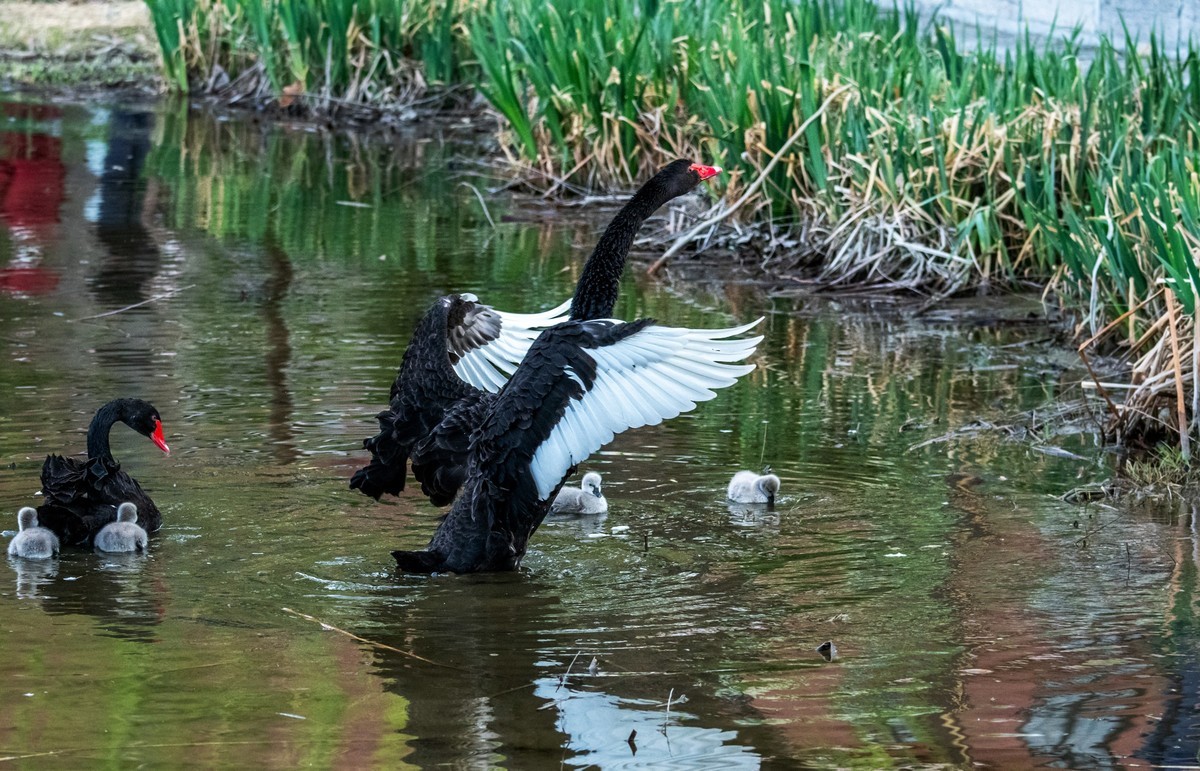 黑天鹅的一家子（十四）