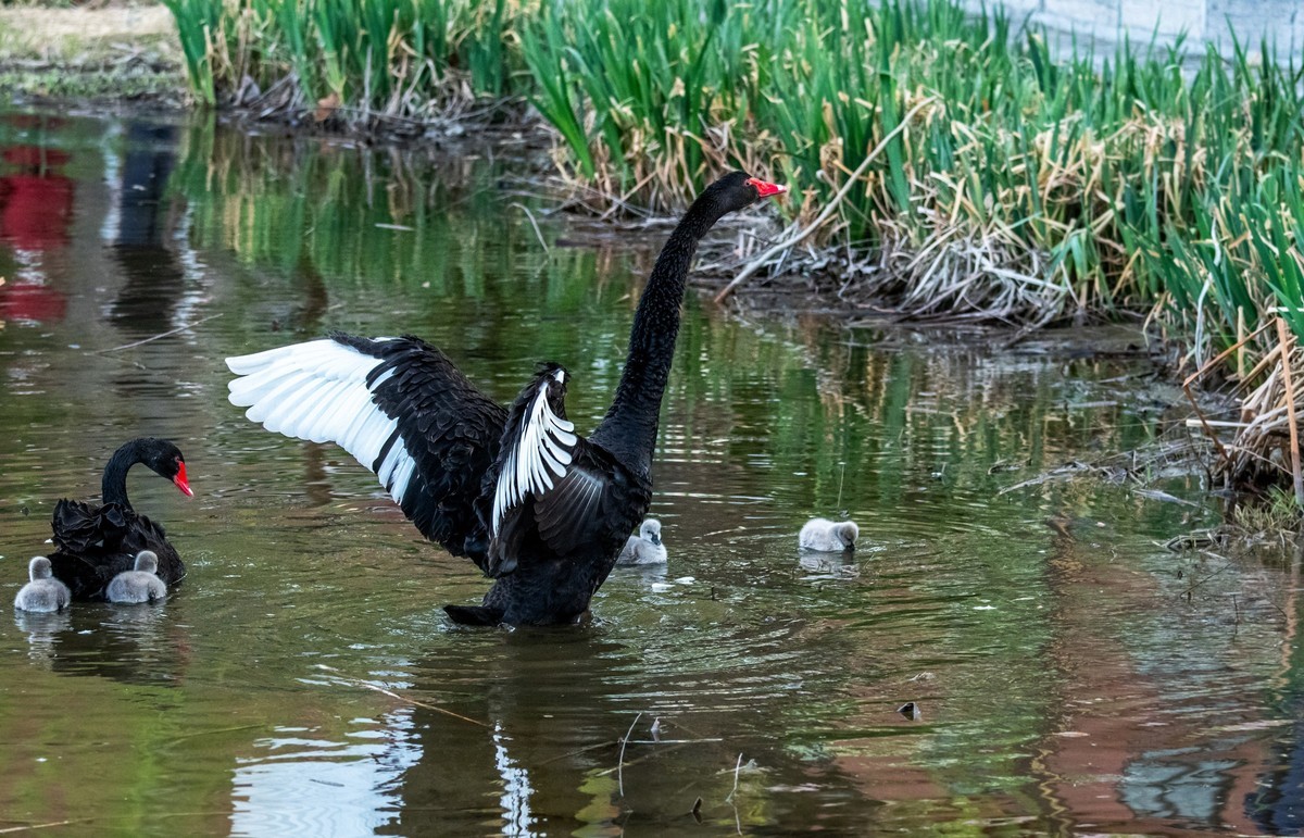 黑天鹅的一家子（十四）