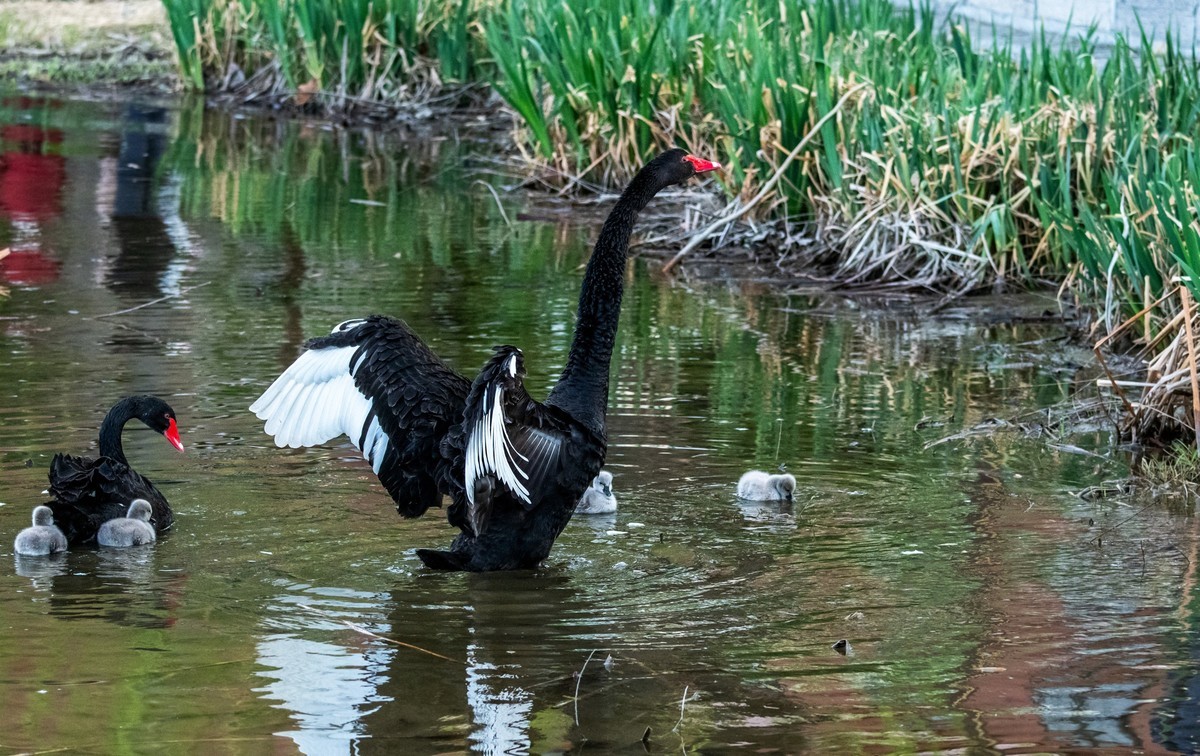 黑天鹅的一家子（十四）