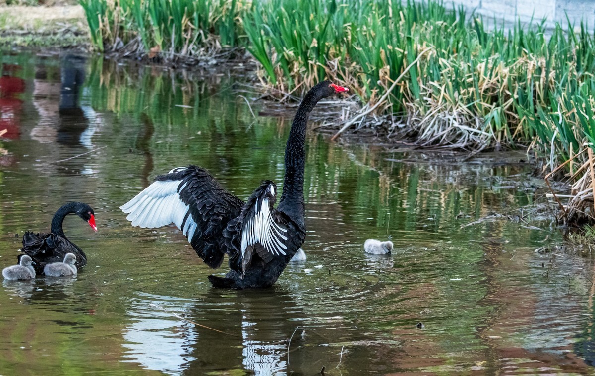 黑天鹅的一家子（十四）