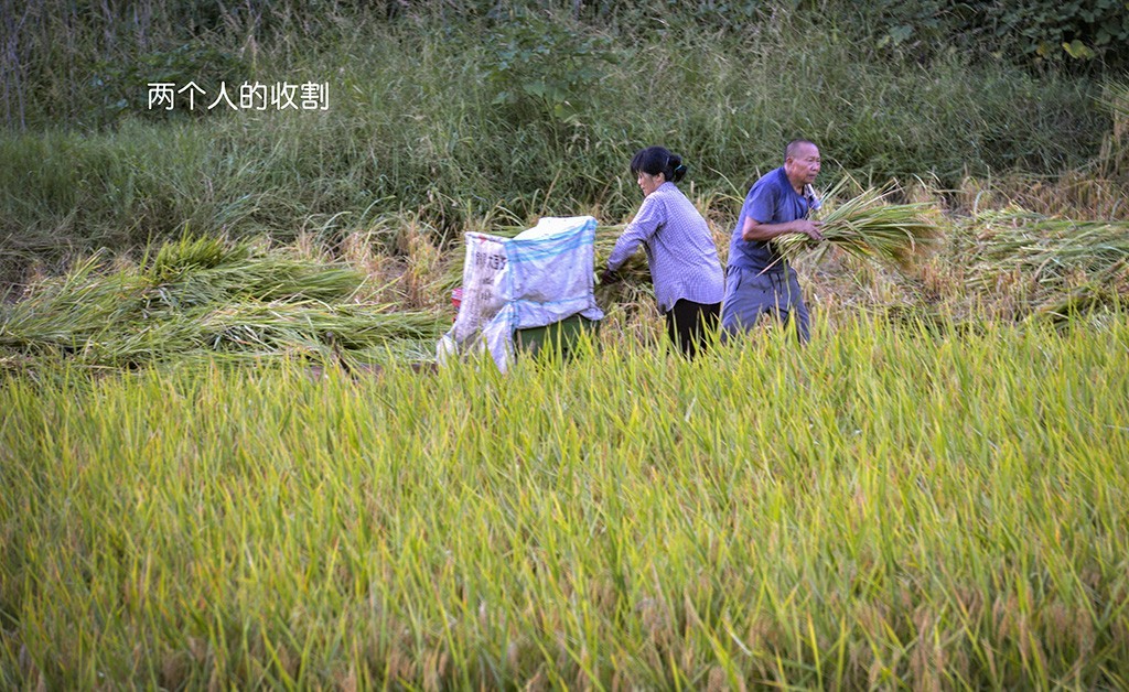 【原创】粒粒皆辛苦