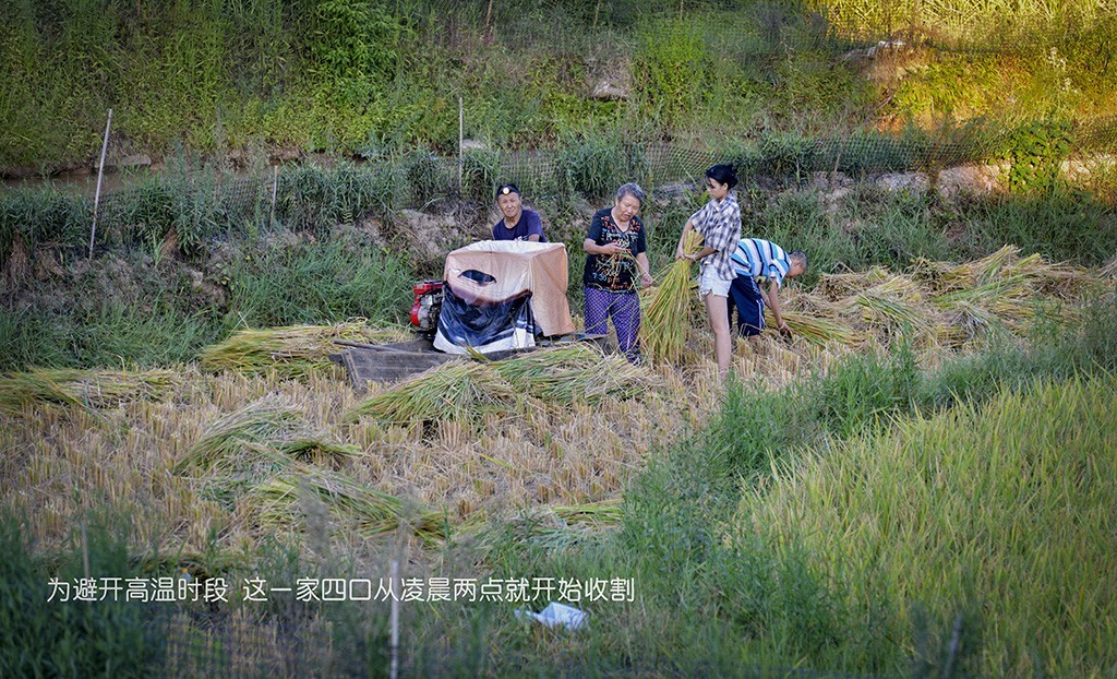 【原创】粒粒皆辛苦