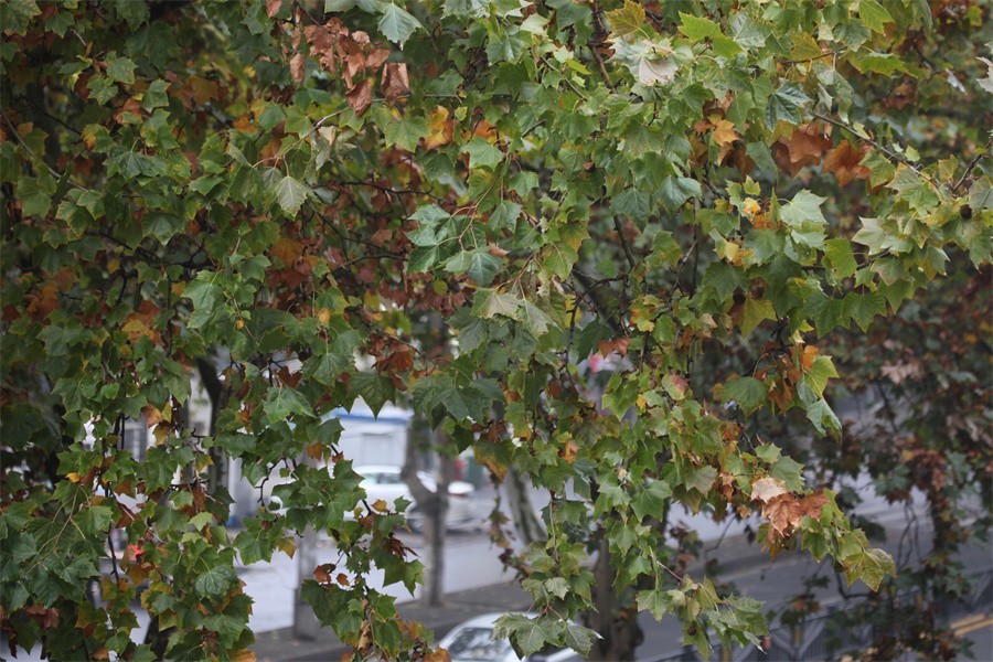 初冬的洛阳景华路印象