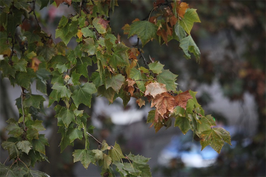 初冬的洛阳景华路印象