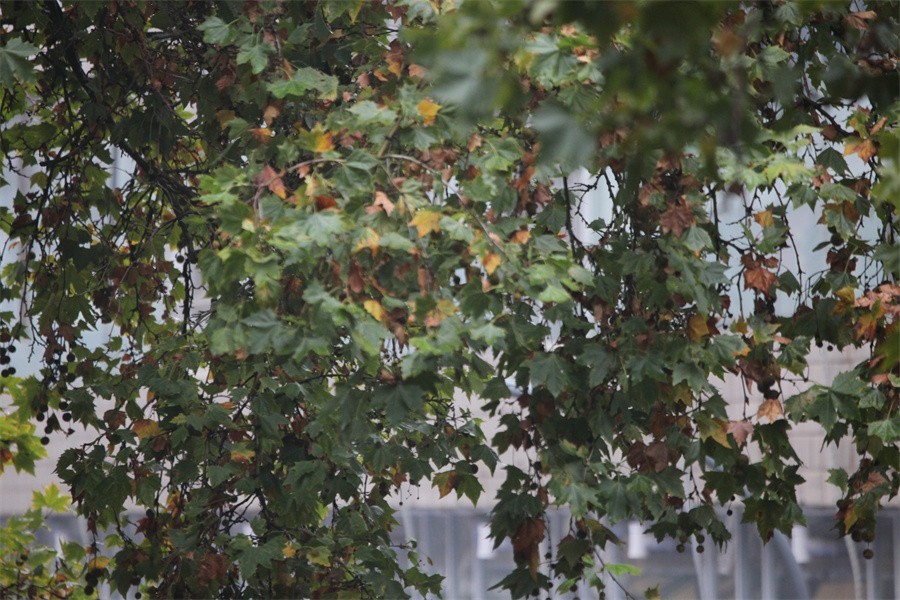 初冬的洛阳景华路印象