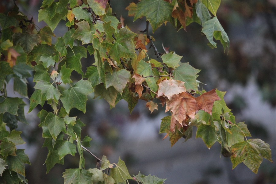 初冬的洛阳景华路印象