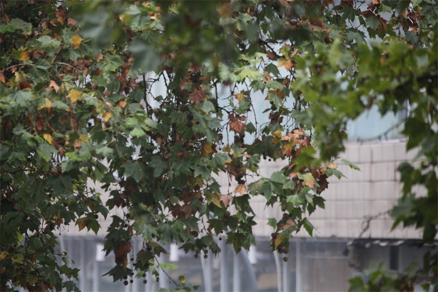 初冬的洛阳景华路印象