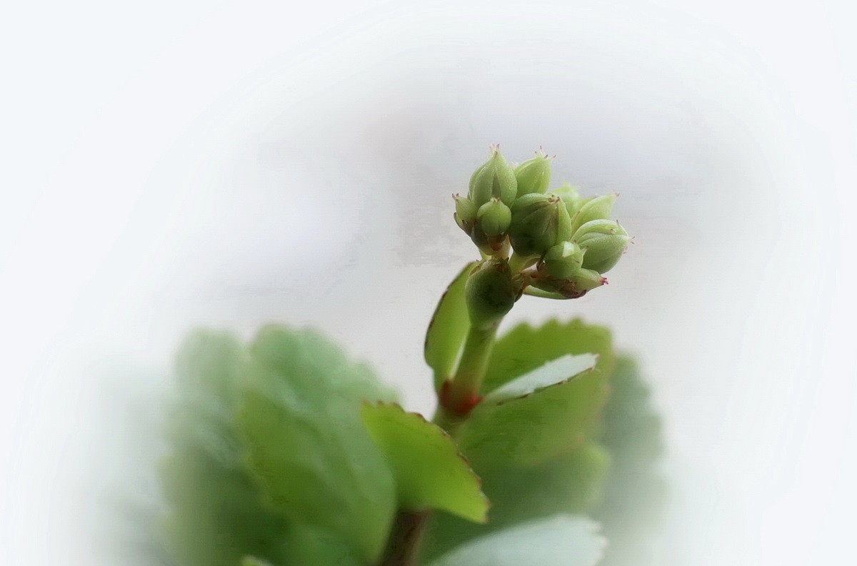 如意吉祥  福寿安康