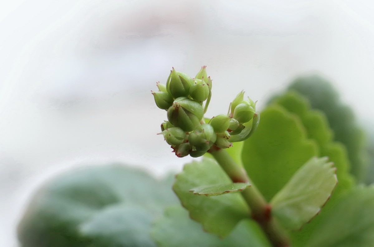 如意吉祥  福寿安康