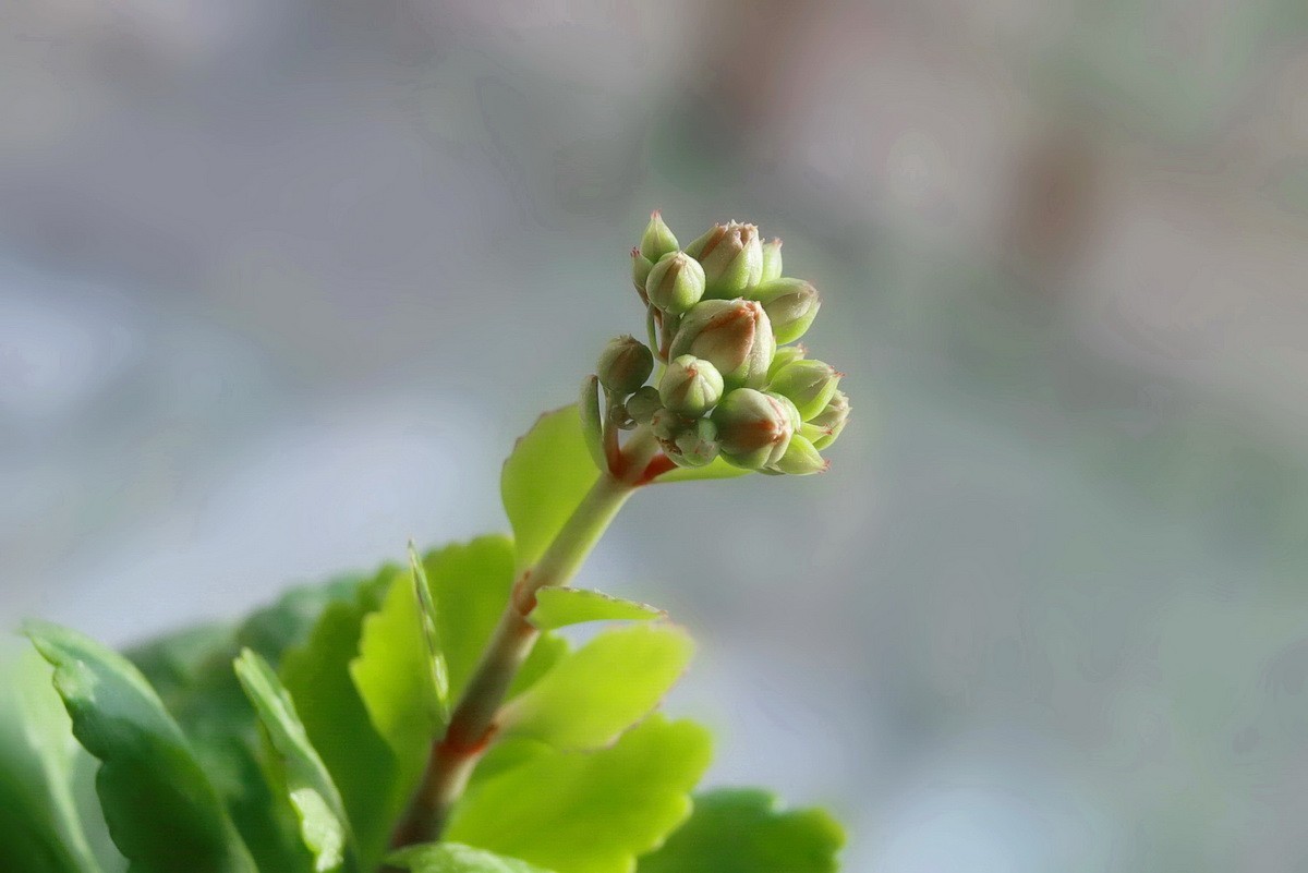 如意吉祥  福寿安康
