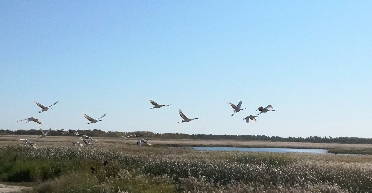 吉林向海自然保护区