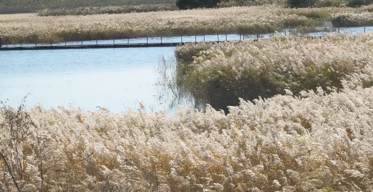 吉林向海自然保护区