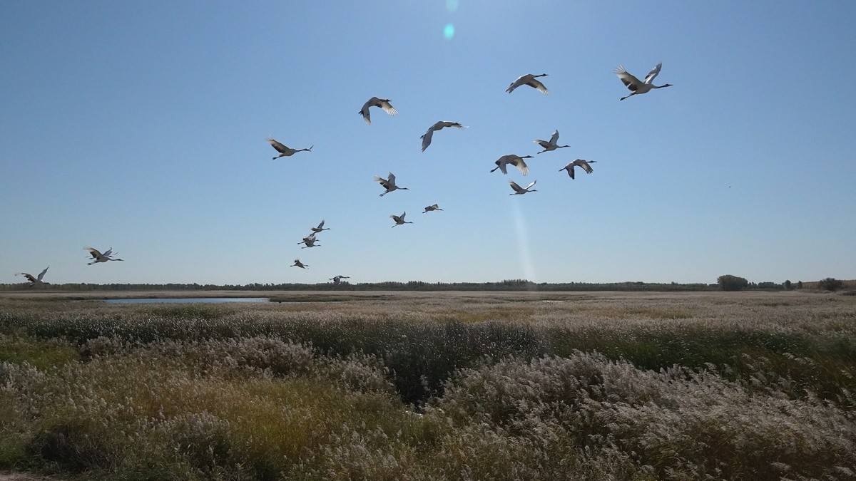 吉林向海自然保护区