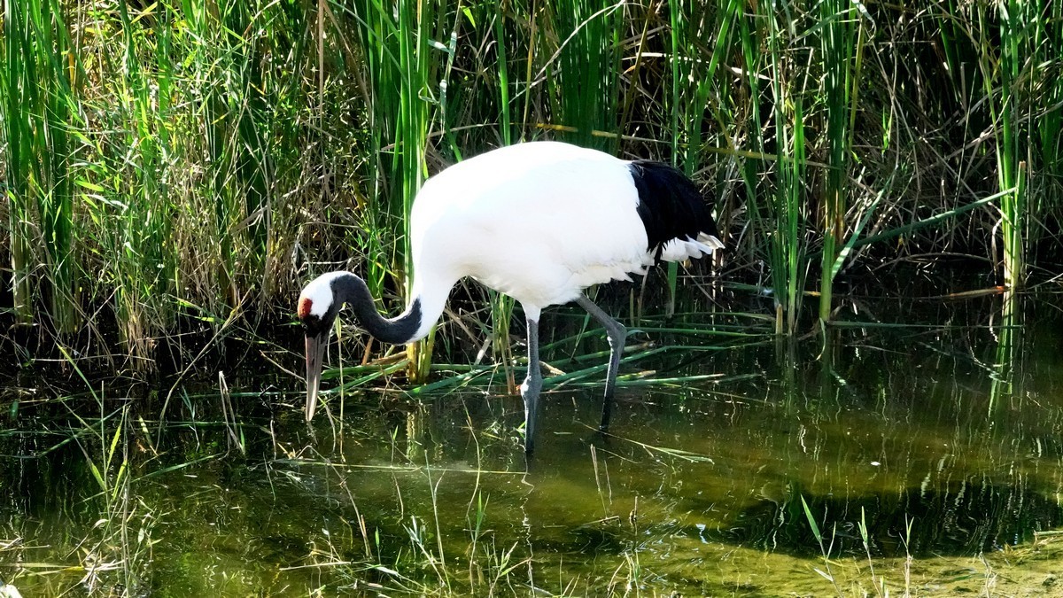 吉林向海自然保护区