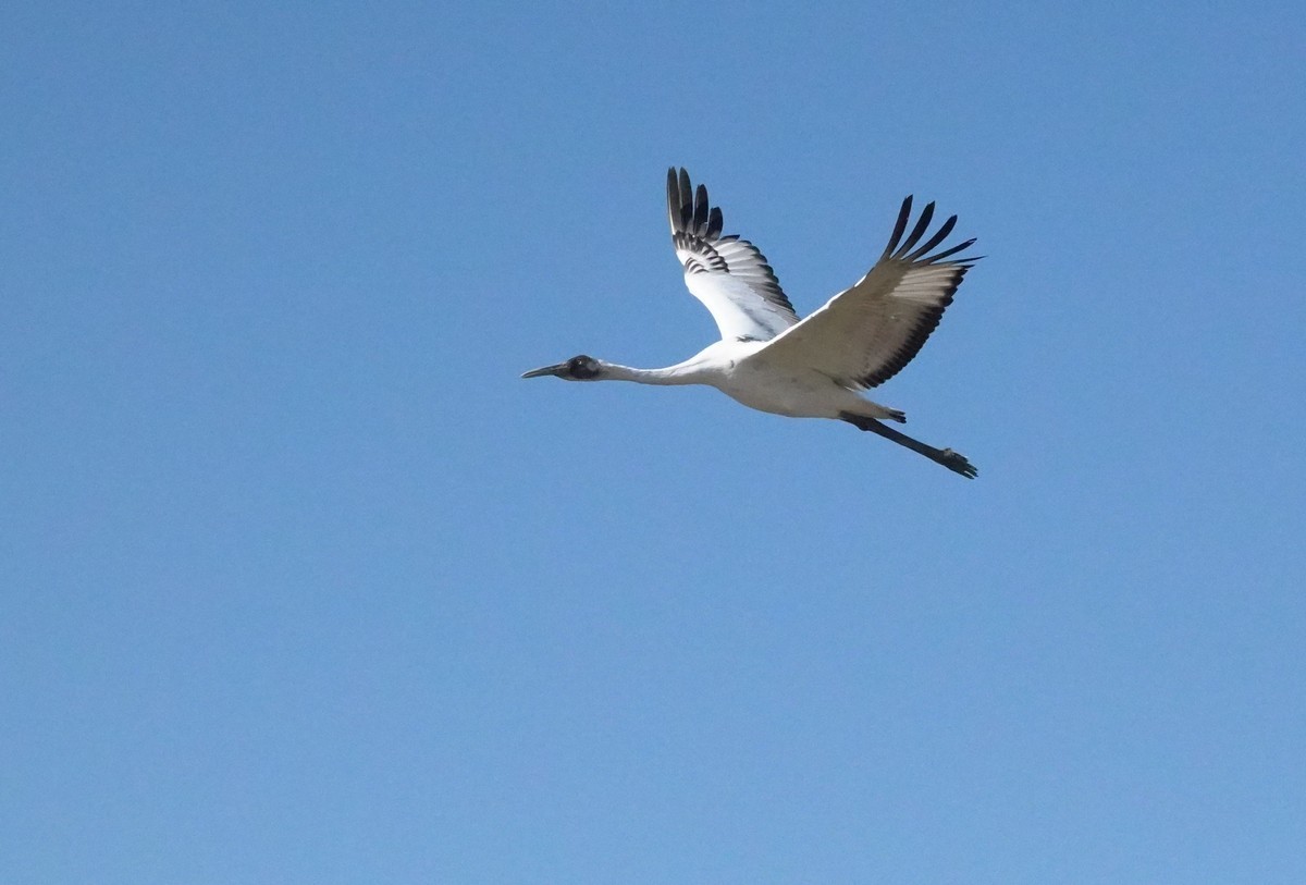 吉林向海自然保护区