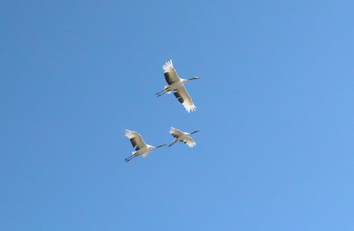 吉林向海自然保护区