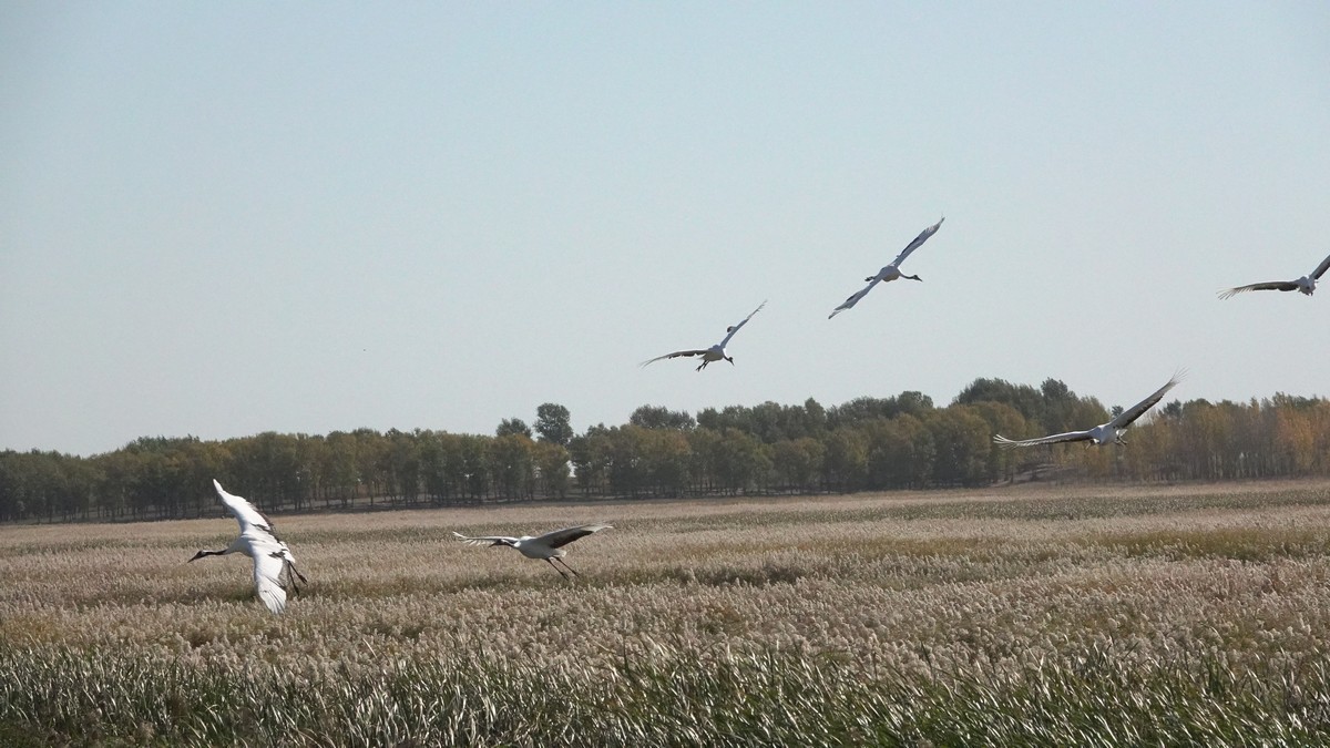 吉林向海自然保护区