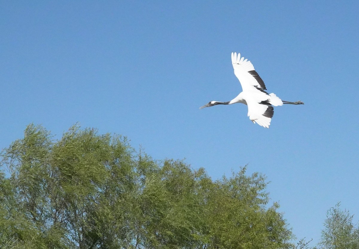 吉林向海自然保护区