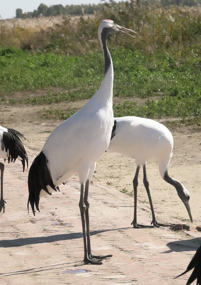 吉林向海自然保护区
