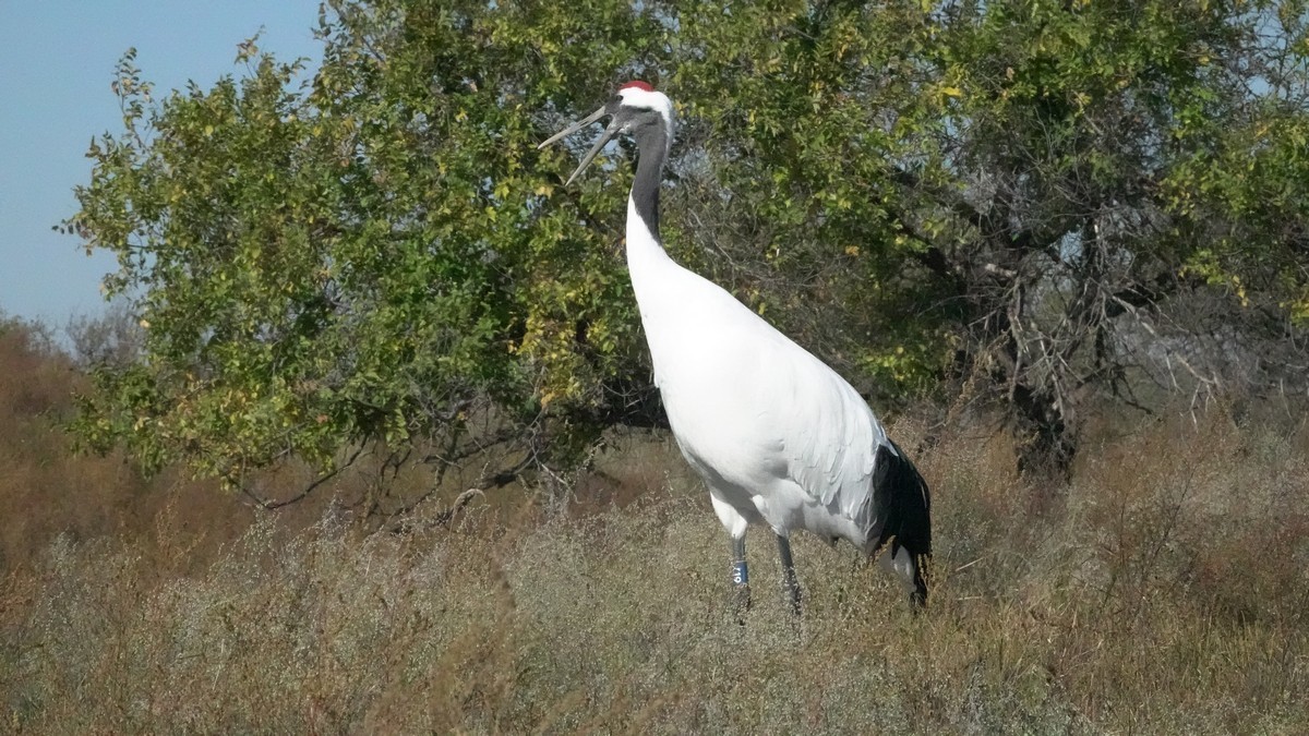 吉林向海自然保护区