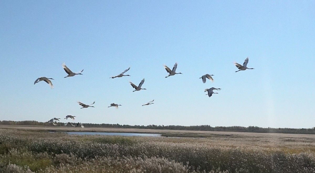 吉林向海自然保护区