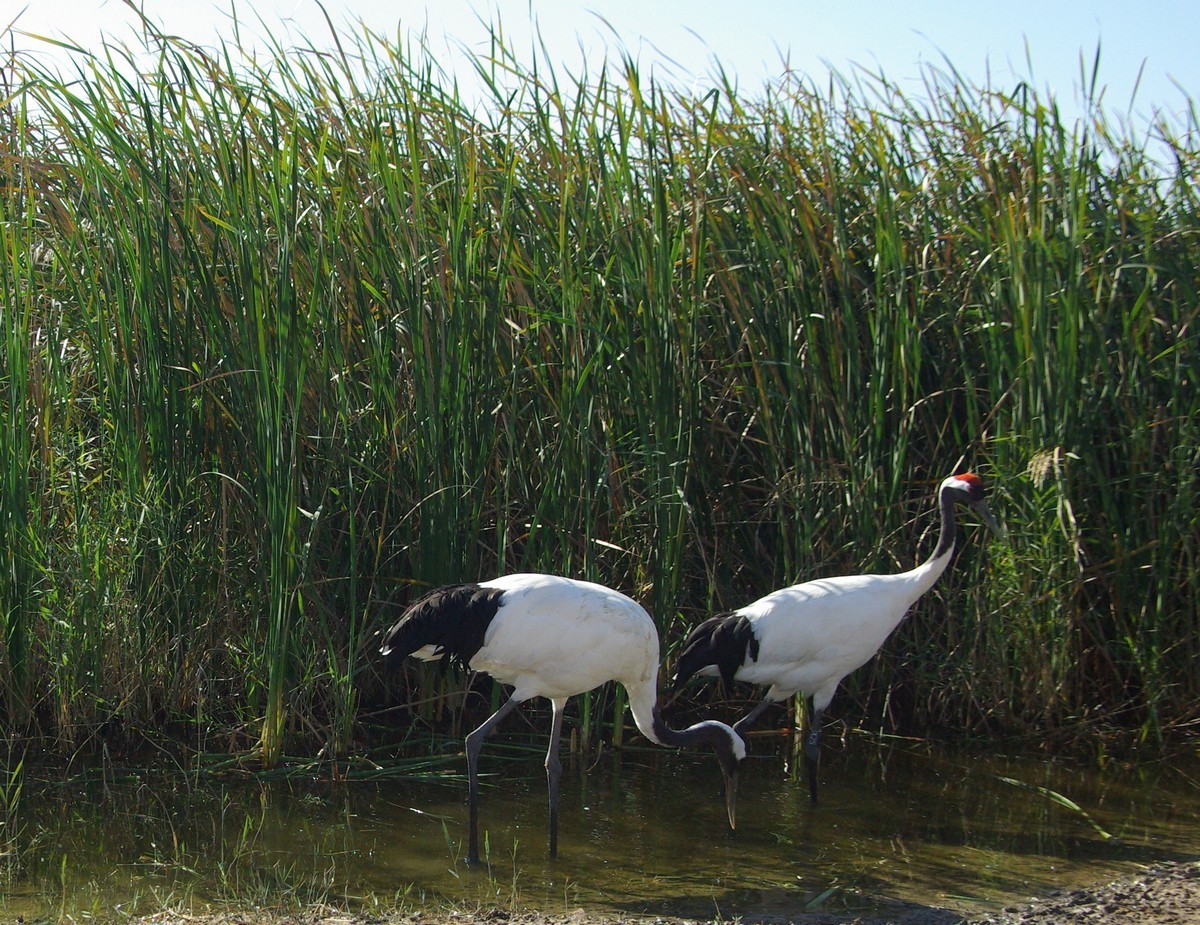 吉林向海自然保护区