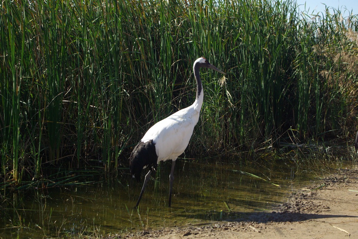 吉林向海自然保护区