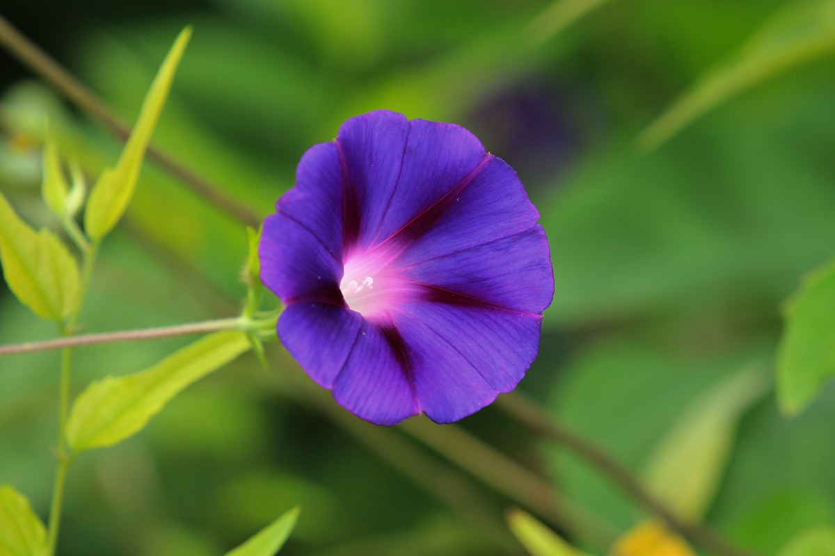 拍摄花卉一（356）