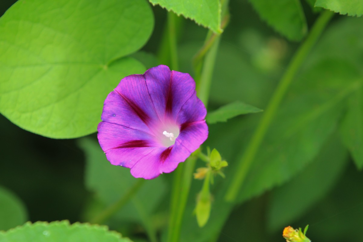 拍摄花卉一（356）