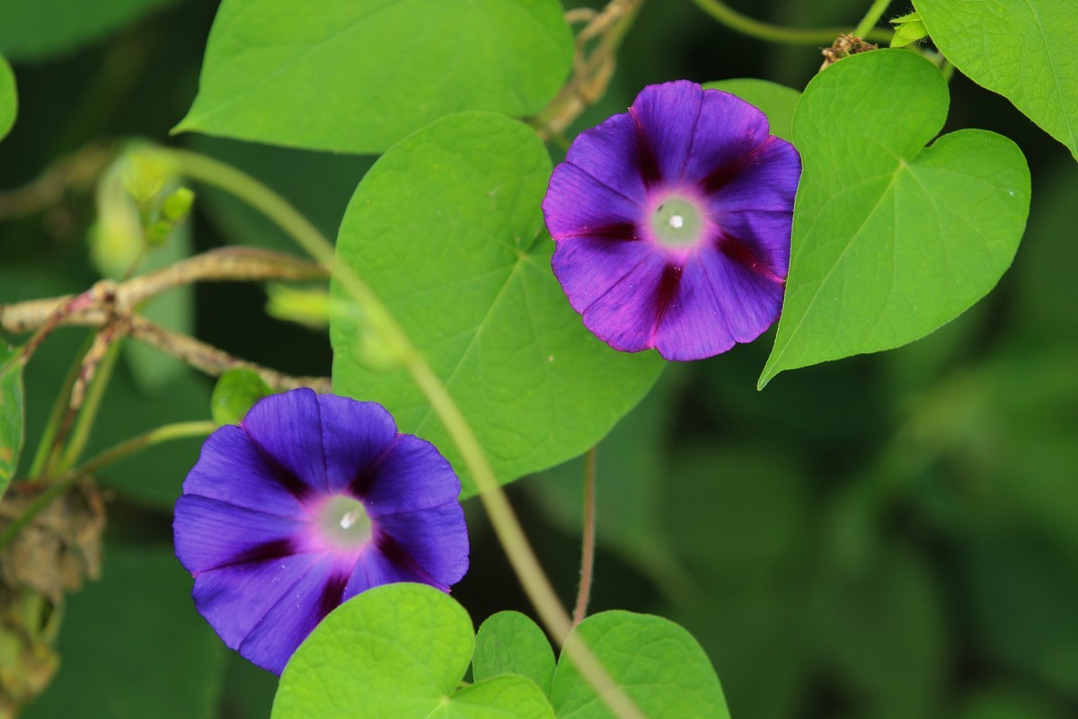 拍摄花卉一（356）