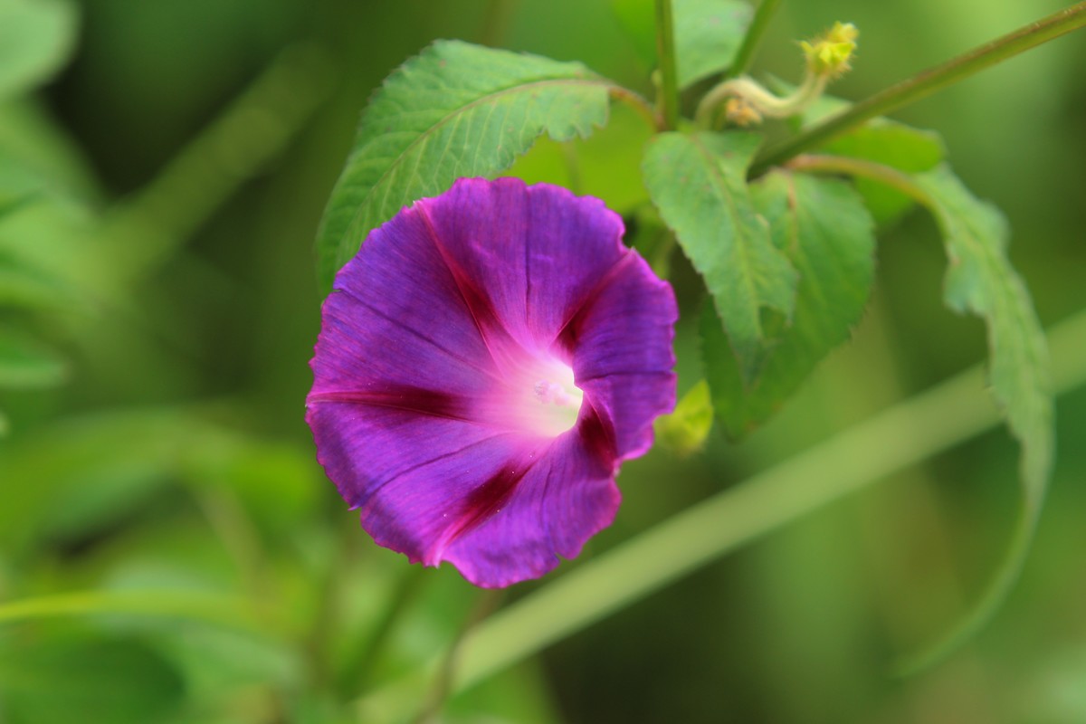 拍摄花卉一（356）