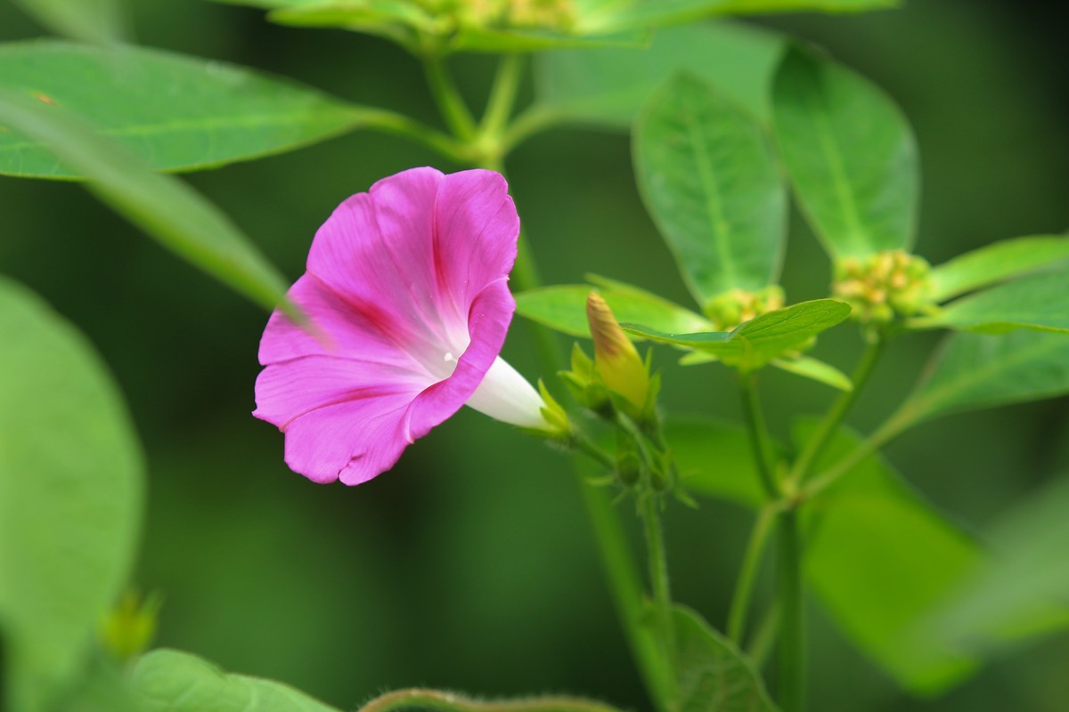 拍摄花卉一（356）