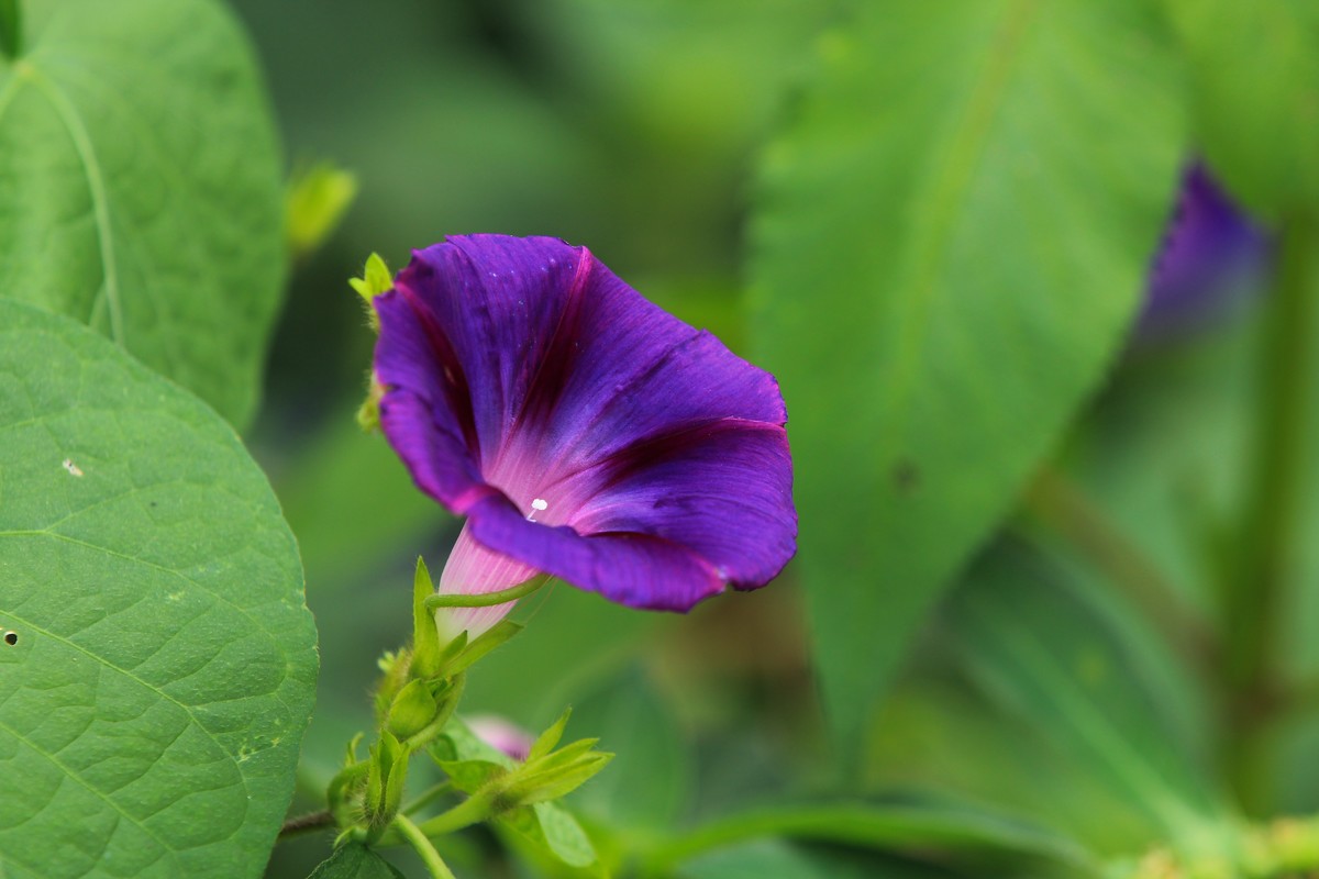 拍摄花卉一（356）