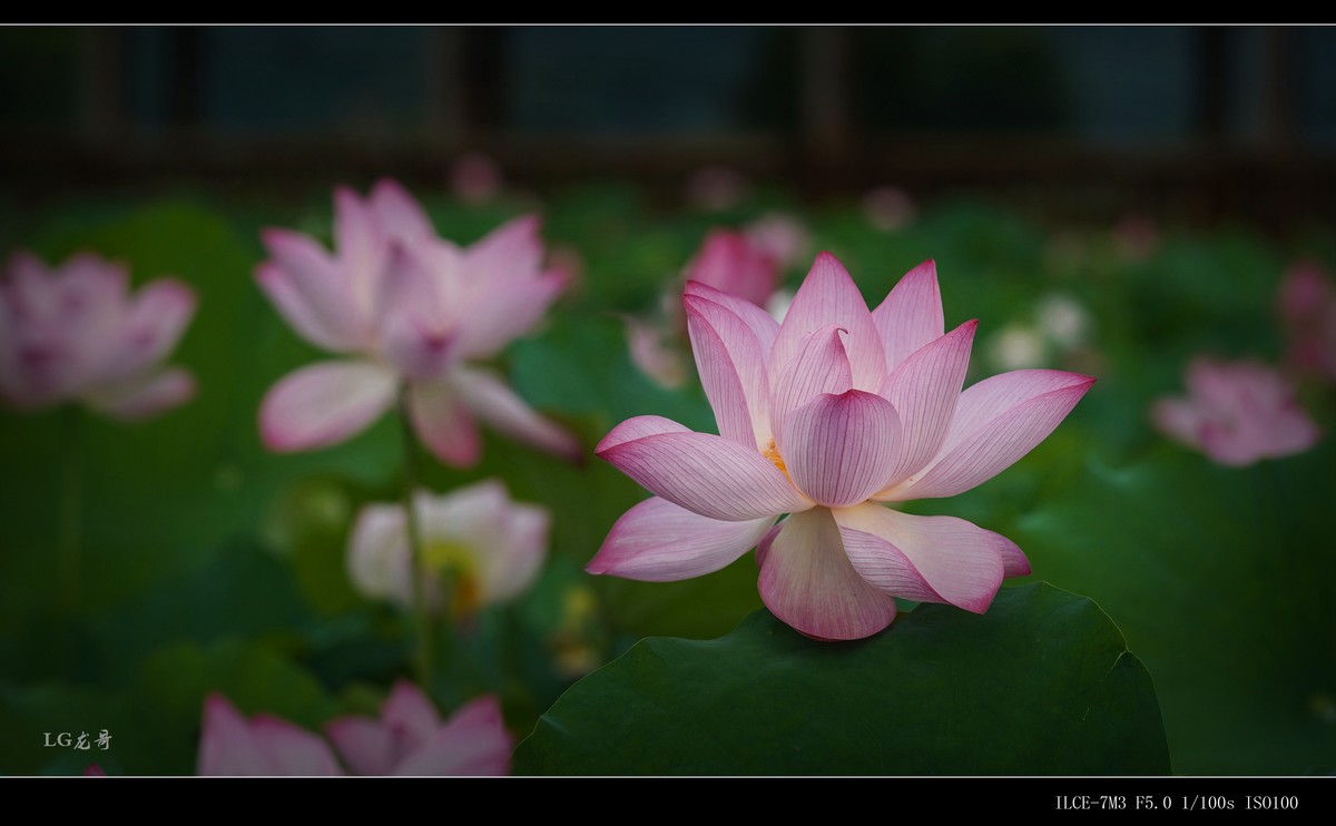 娇艳欲滴美荷花