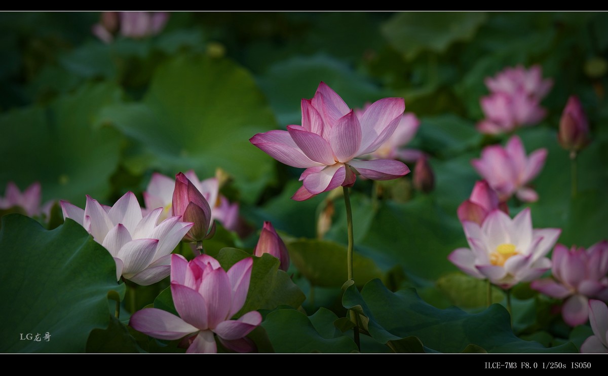 娇艳欲滴美荷花