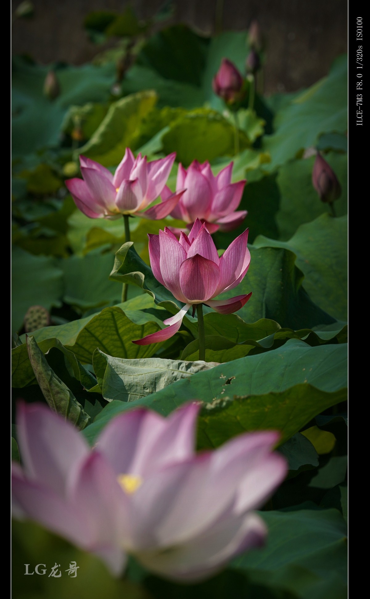 娇艳欲滴美荷花