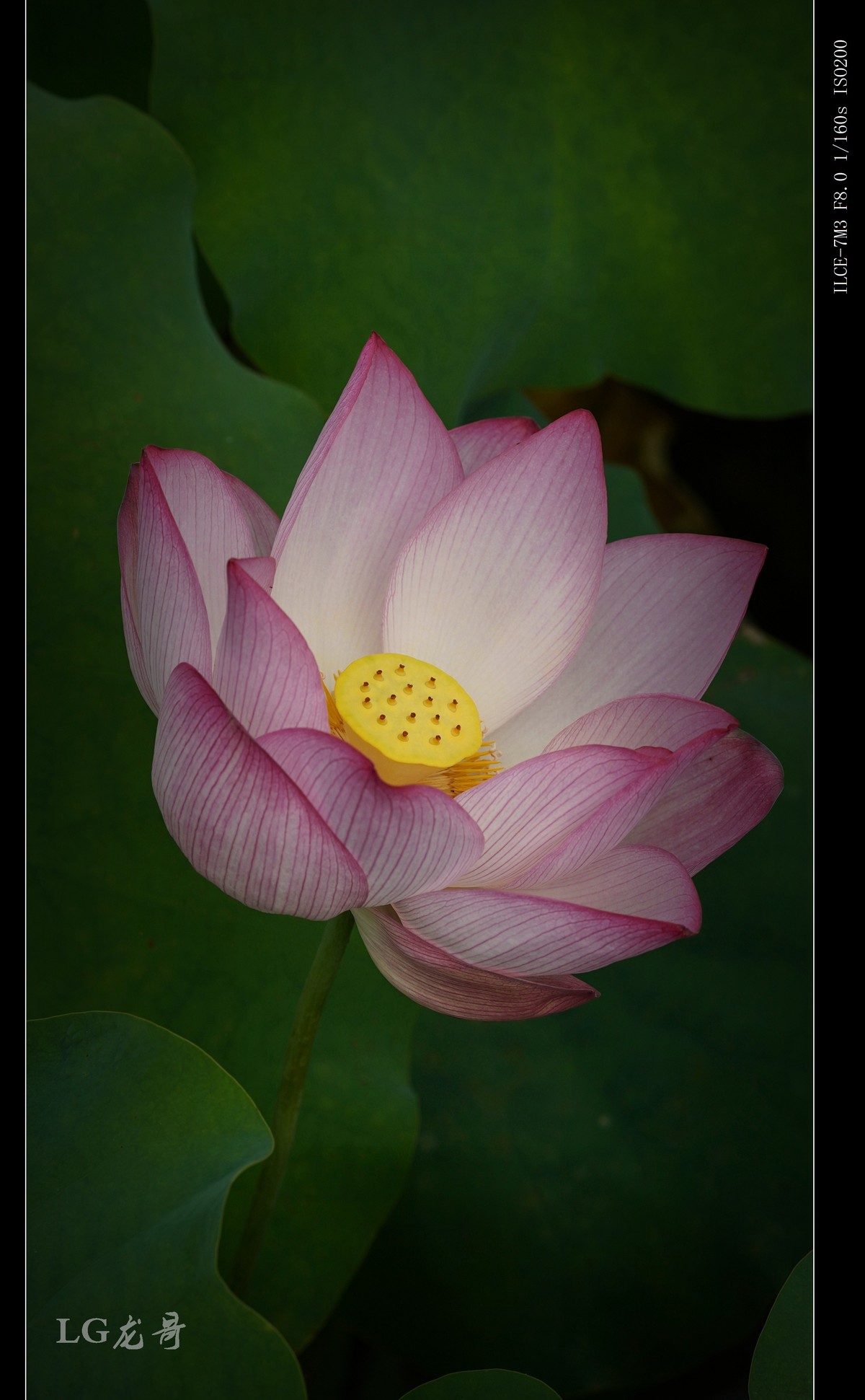 娇艳欲滴美荷花