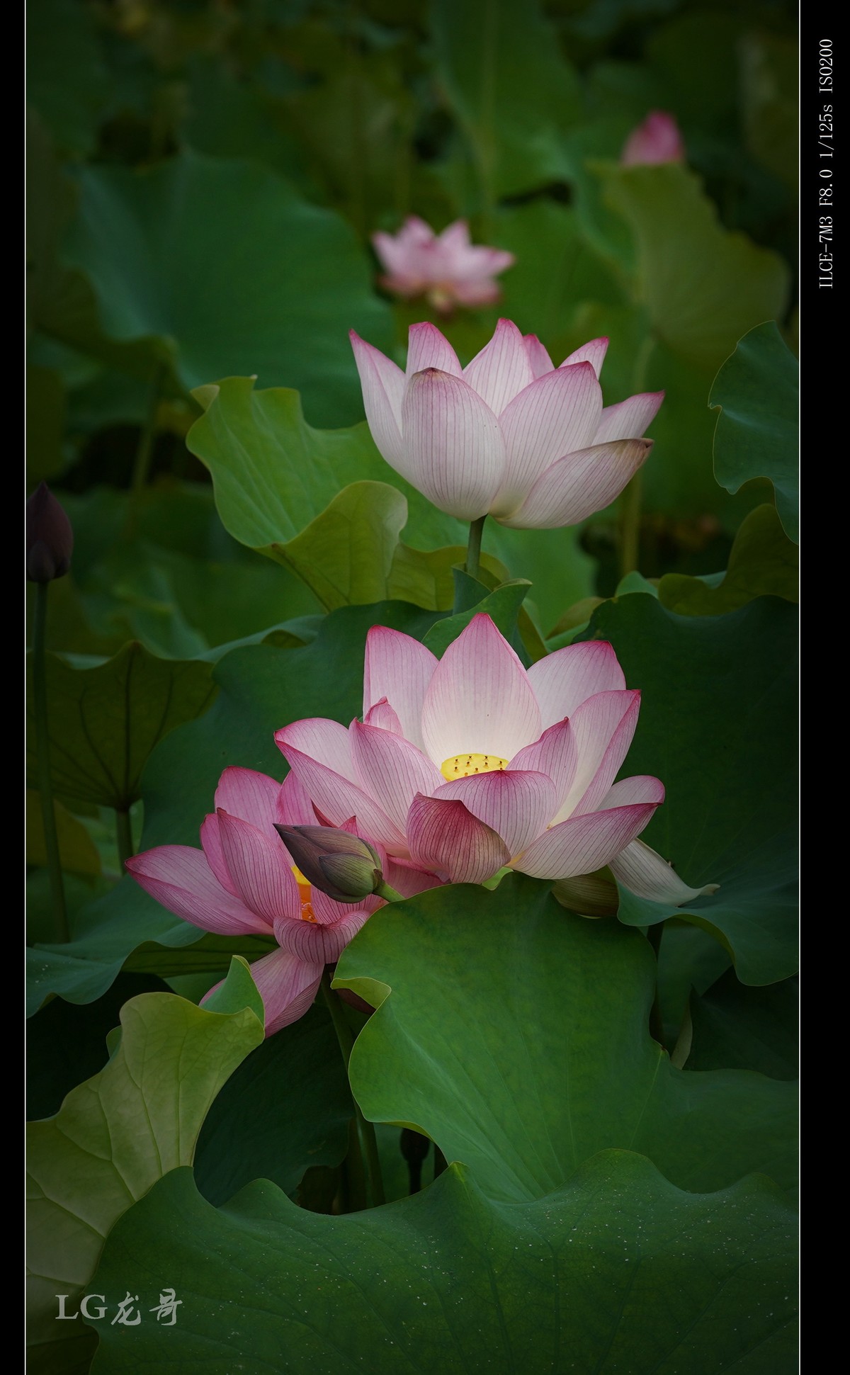 娇艳欲滴美荷花