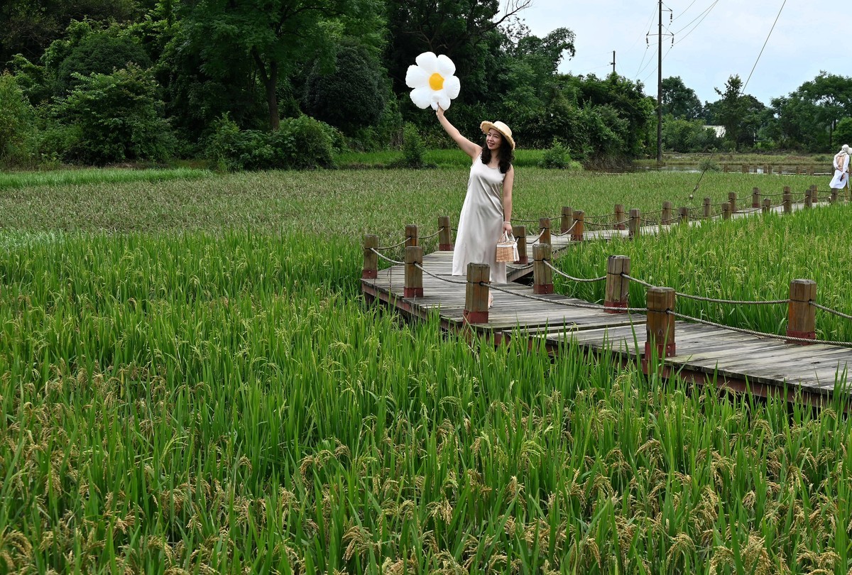 稻田人像