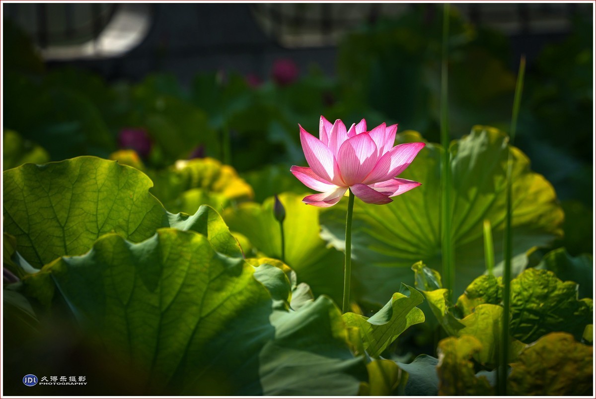 2024-(187)夏荷(四)