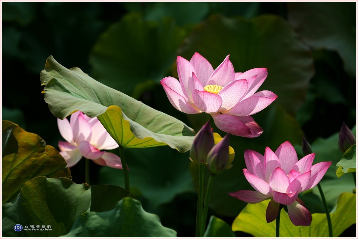 2024-(187)夏荷(四)