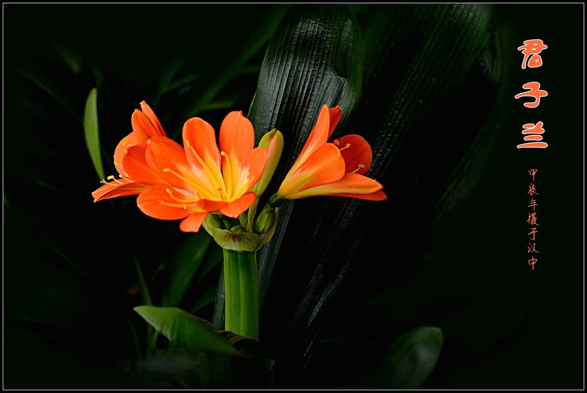 君子兰（2024173）