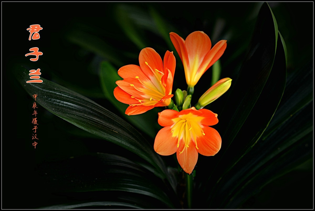 君子兰（2024173）