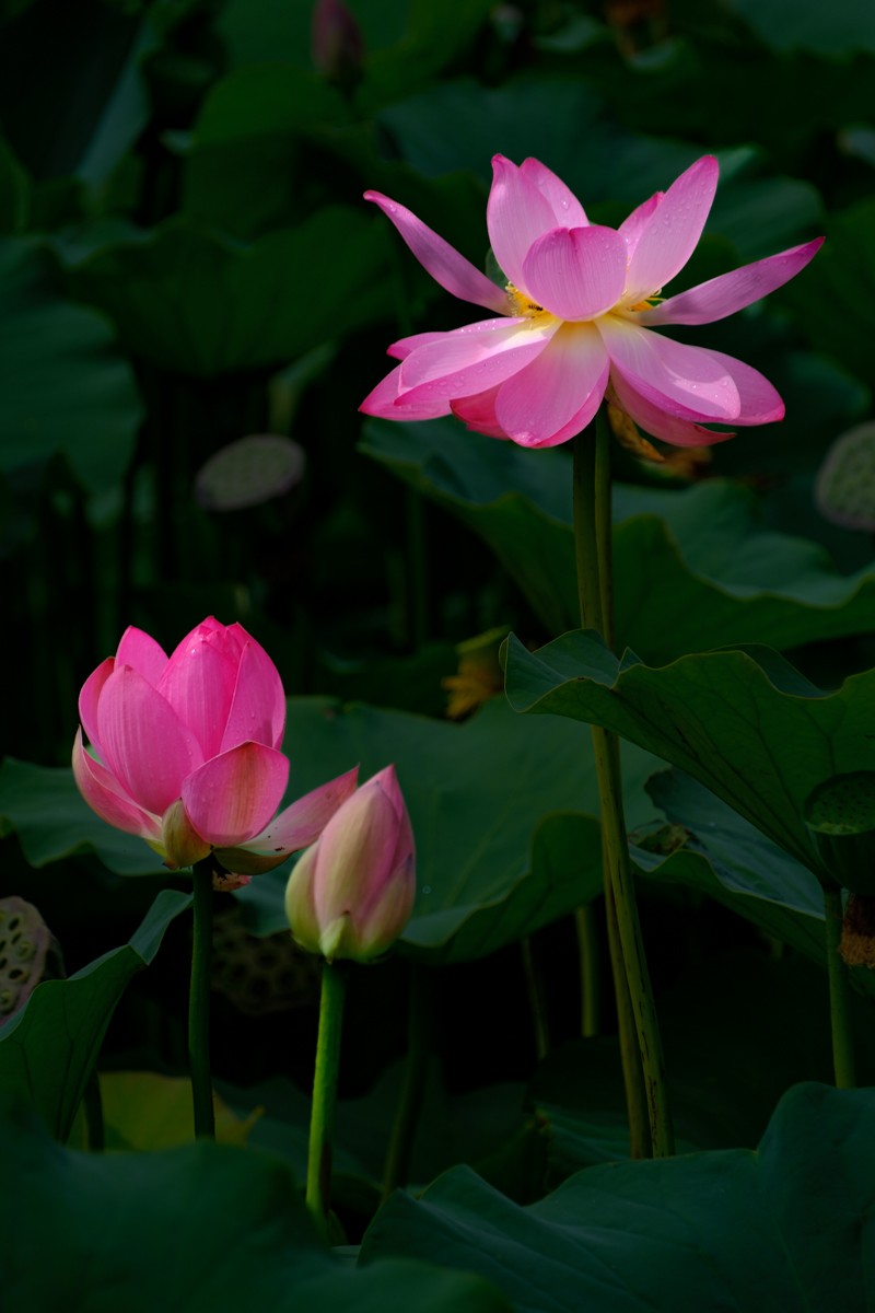 X-H2+腾龙18-300荷花一组