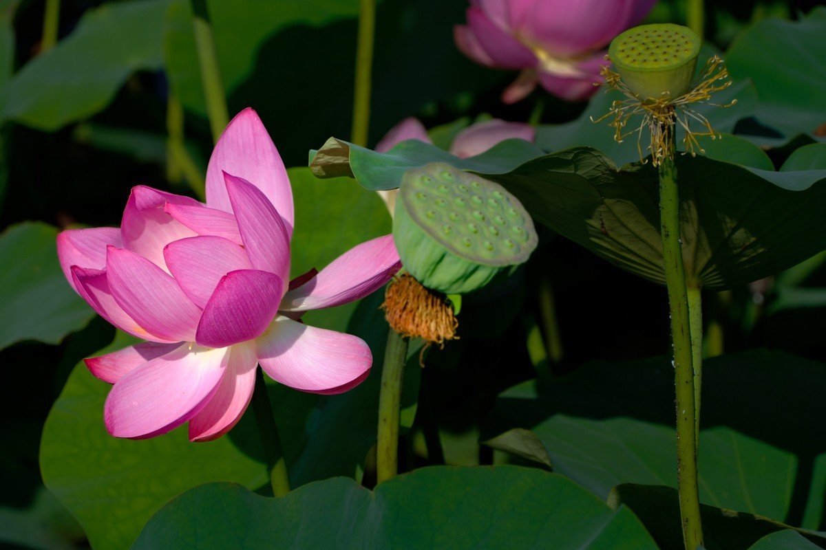 X-H2+腾龙18-300荷花一组