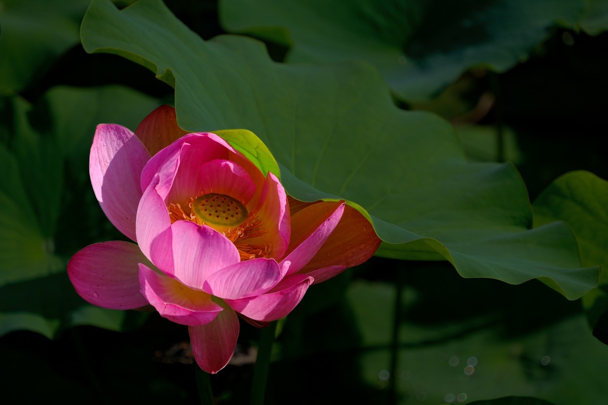 X-H2+腾龙18-300荷花一组