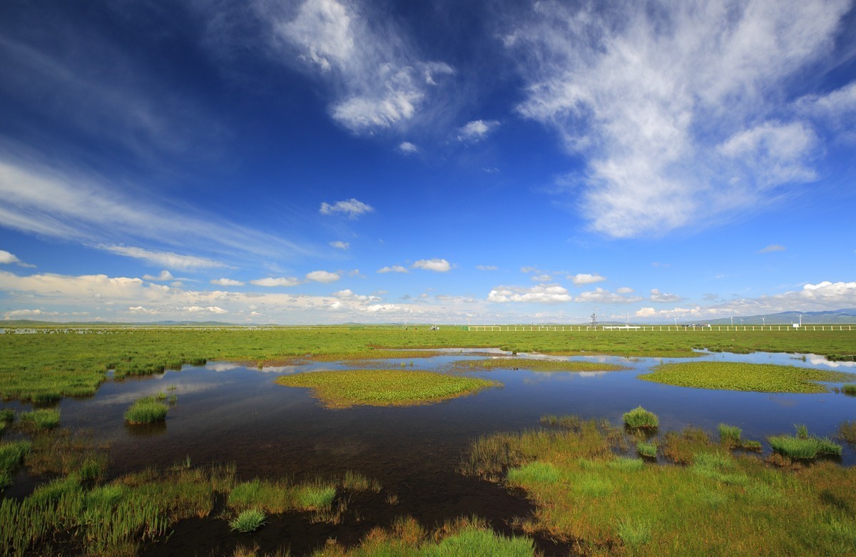 自驾若尔盖—花湖看草(2)