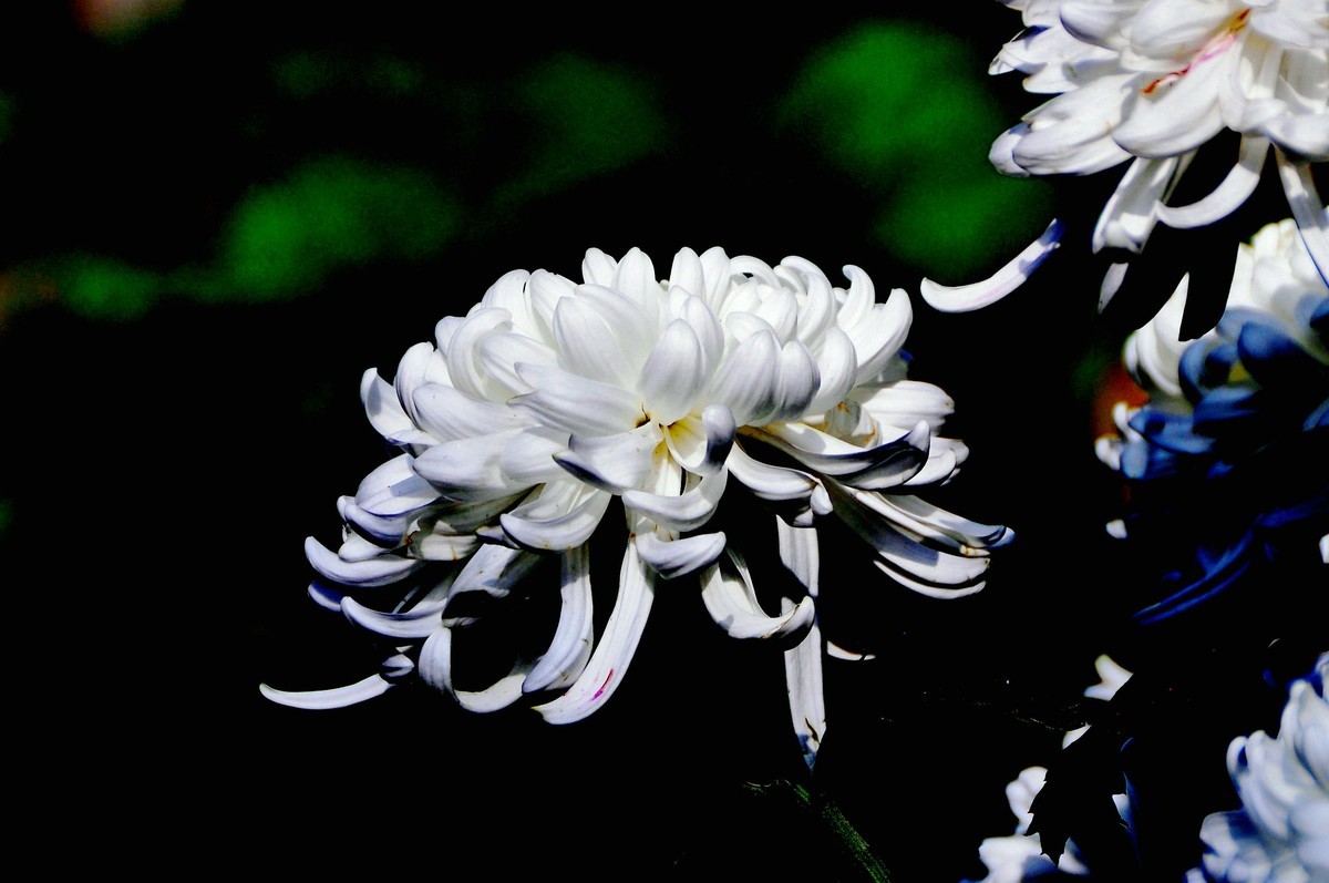 大观楼菊花