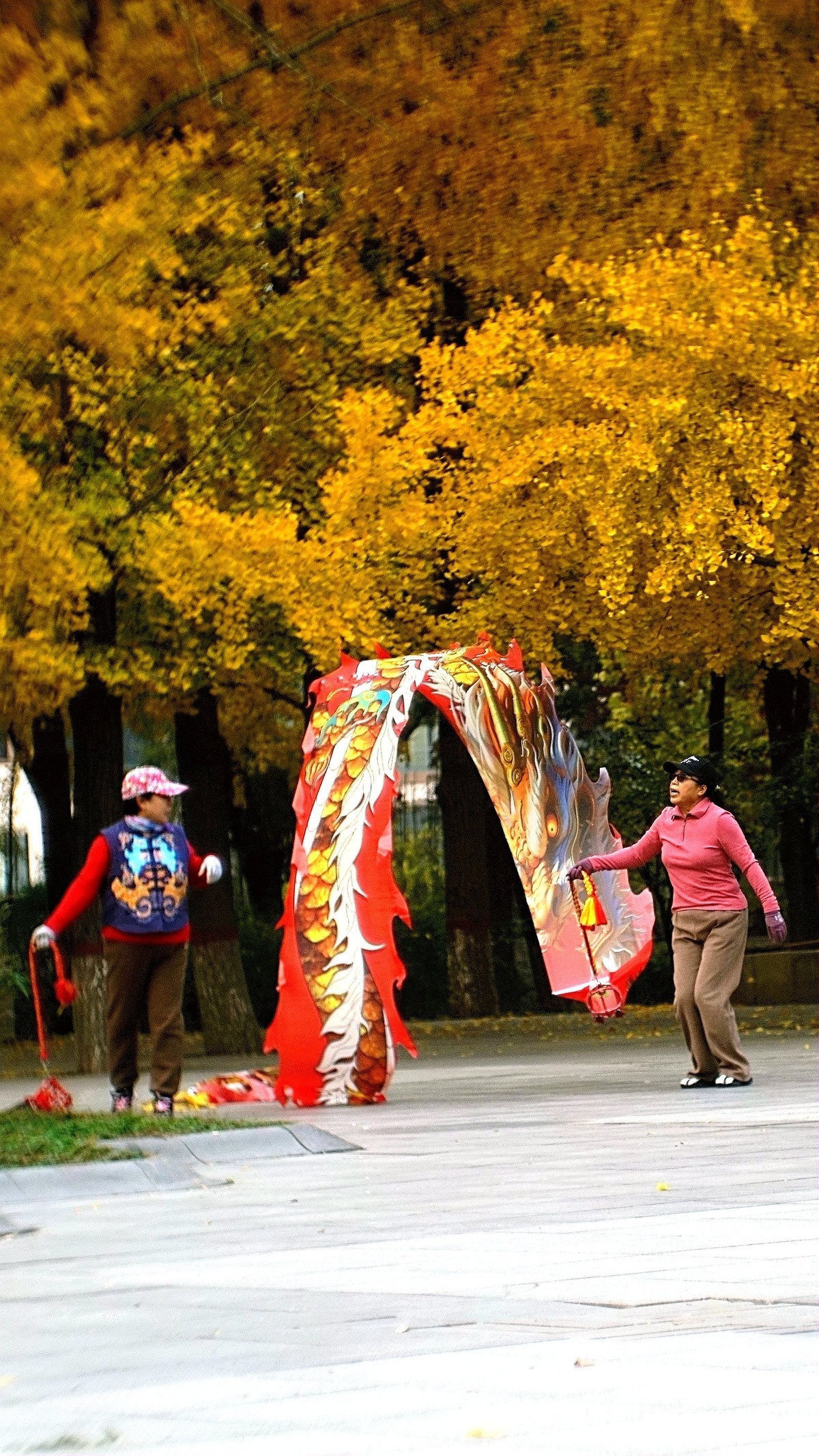 银杏树下飞龙舞