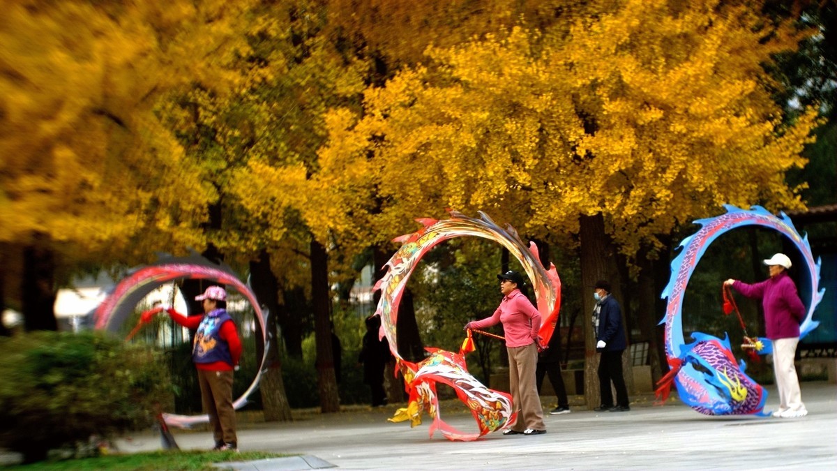 银杏树下飞龙舞